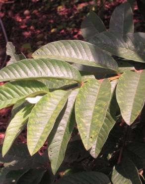 Fotografia 7 da espécie Psidium guajava no Jardim Botânico UTAD