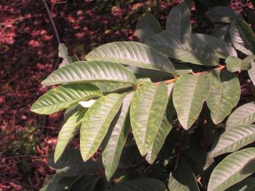 Fotografia da espécie Psidium guajava