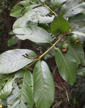 Fotografia 8 da espécie Psidium guajava no Jardim Botânico UTAD