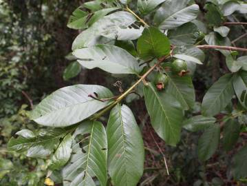Fotografia da espécie Psidium guajava