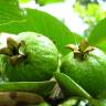 Fotografia 9 da espécie Psidium guajava do Jardim Botânico UTAD