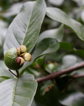 Fotografia 10 da espécie Psidium guajava no Jardim Botânico UTAD