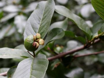 Fotografia da espécie Psidium guajava