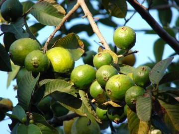 Fotografia da espécie Psidium guajava