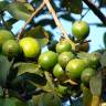 Fotografia 11 da espécie Psidium guajava do Jardim Botânico UTAD