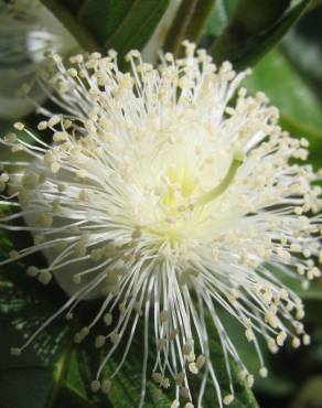 Fotografia 12 da espécie Psidium guajava no Jardim Botânico UTAD