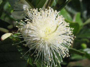 Fotografia da espécie Psidium guajava