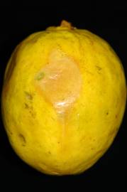 Fotografia da espécie Psidium guajava