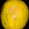 Fotografia 13 da espécie Psidium guajava do Jardim Botânico UTAD