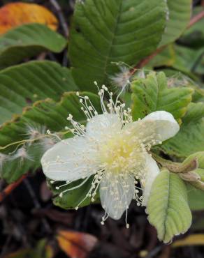 Fotografia 14 da espécie Psidium guajava no Jardim Botânico UTAD