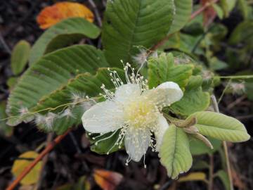 Fotografia da espécie Psidium guajava