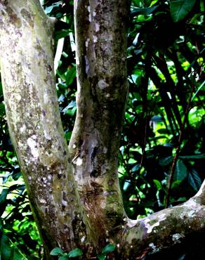 Fotografia 15 da espécie Psidium guajava no Jardim Botânico UTAD