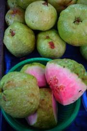 Fotografia da espécie Psidium guajava