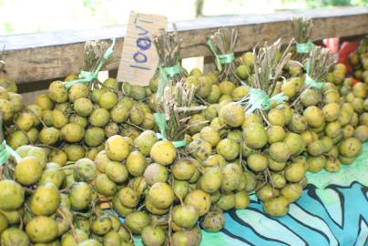 Fotografia da espécie Psidium guajava