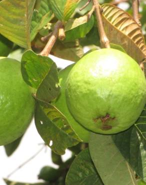 Fotografia 18 da espécie Psidium guajava no Jardim Botânico UTAD