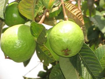 Fotografia da espécie Psidium guajava