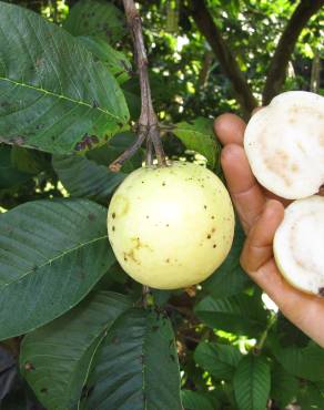 Fotografia 19 da espécie Psidium guajava no Jardim Botânico UTAD