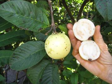Fotografia da espécie Psidium guajava