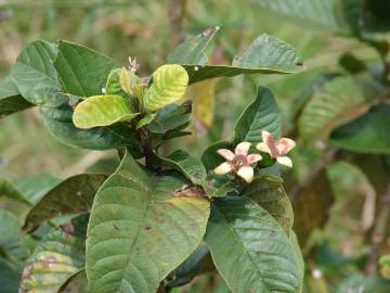 Fotografia da espécie Psidium guajava