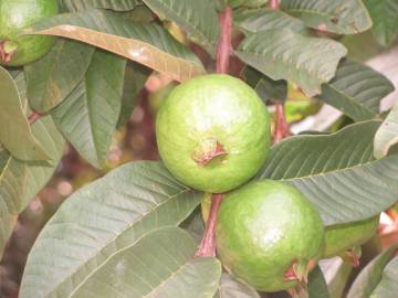 Fotografia da espécie Psidium guajava