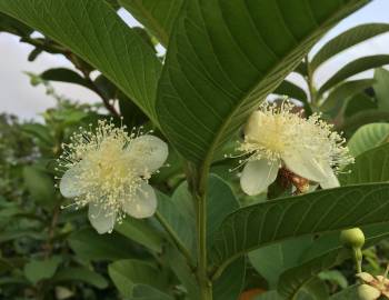 Fotografia da espécie Psidium guajava