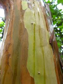 Fotografia da espécie Psidium guajava