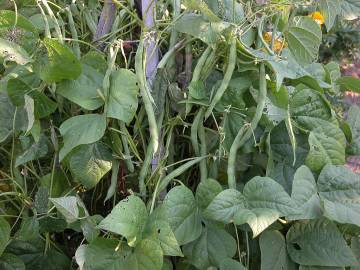Fotografia da espécie Phaseolus vulgaris