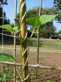 Fotografia da espécie Phaseolus vulgaris