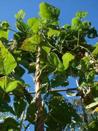 Fotografia da espécie Phaseolus vulgaris