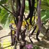 Fotografia 12 da espécie Phaseolus vulgaris do Jardim Botânico UTAD
