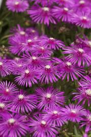 Fotografia da espécie Lampranthus spectabilis