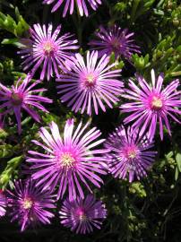Fotografia da espécie Lampranthus spectabilis