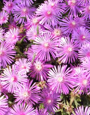 Fotografia 4 da espécie Lampranthus spectabilis no Jardim Botânico UTAD