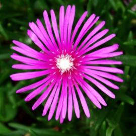 Fotografia da espécie Lampranthus spectabilis