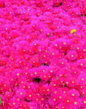 Fotografia 8 da espécie Lampranthus spectabilis no Jardim Botânico UTAD