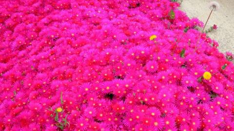 Fotografia da espécie Lampranthus spectabilis