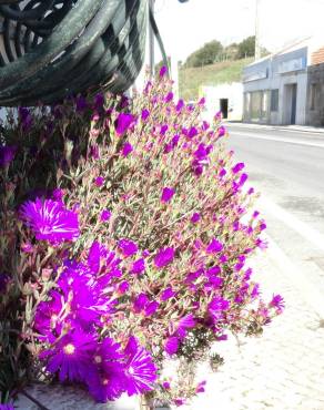 Fotografia 9 da espécie Lampranthus spectabilis no Jardim Botânico UTAD