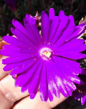 Fotografia 10 da espécie Lampranthus spectabilis no Jardim Botânico UTAD