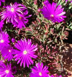 Fotografia da espécie Lampranthus spectabilis