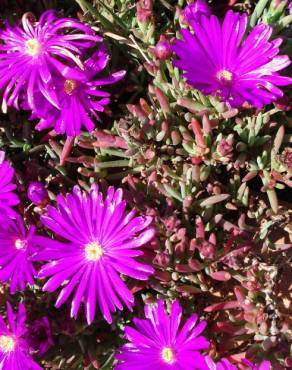 Fotografia 11 da espécie Lampranthus spectabilis no Jardim Botânico UTAD