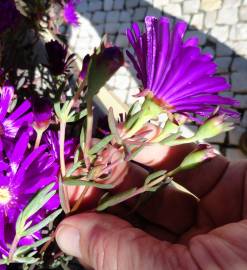 Fotografia da espécie Lampranthus spectabilis