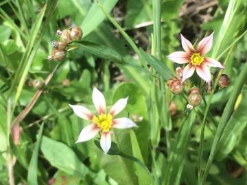 Fotografia da espécie Sisyrinchium rosulatum
