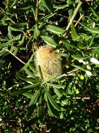 Fotografia da espécie Banksia integrifolia