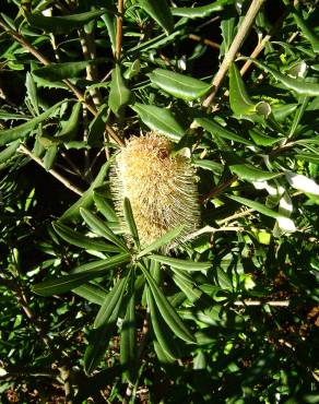 Fotografia 1 da espécie Banksia integrifolia no Jardim Botânico UTAD