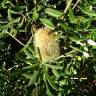 Fotografia 1 da espécie Banksia integrifolia do Jardim Botânico UTAD