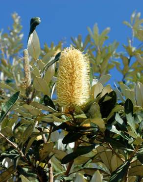 Fotografia 2 da espécie Banksia integrifolia no Jardim Botânico UTAD