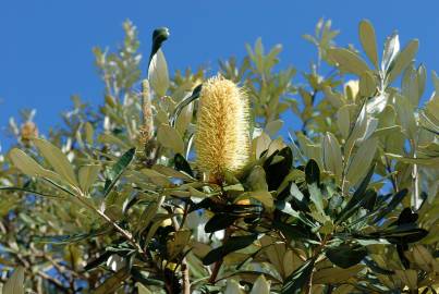 Fotografia da espécie Banksia integrifolia