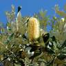 Fotografia 2 da espécie Banksia integrifolia do Jardim Botânico UTAD