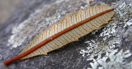 Fotografia da espécie Banksia integrifolia