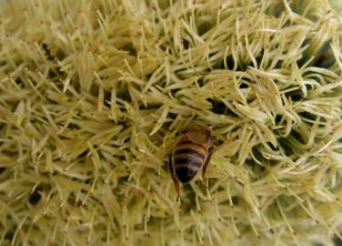 Fotografia da espécie Banksia integrifolia